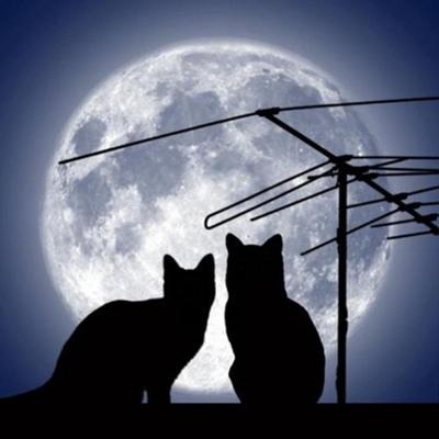 Наталия Кошкина