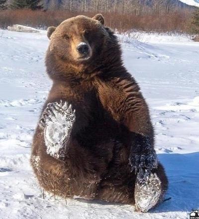 Николай Николаев